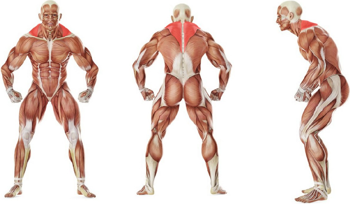 Какие мышцы работают в упражнении Шраги с гантелями