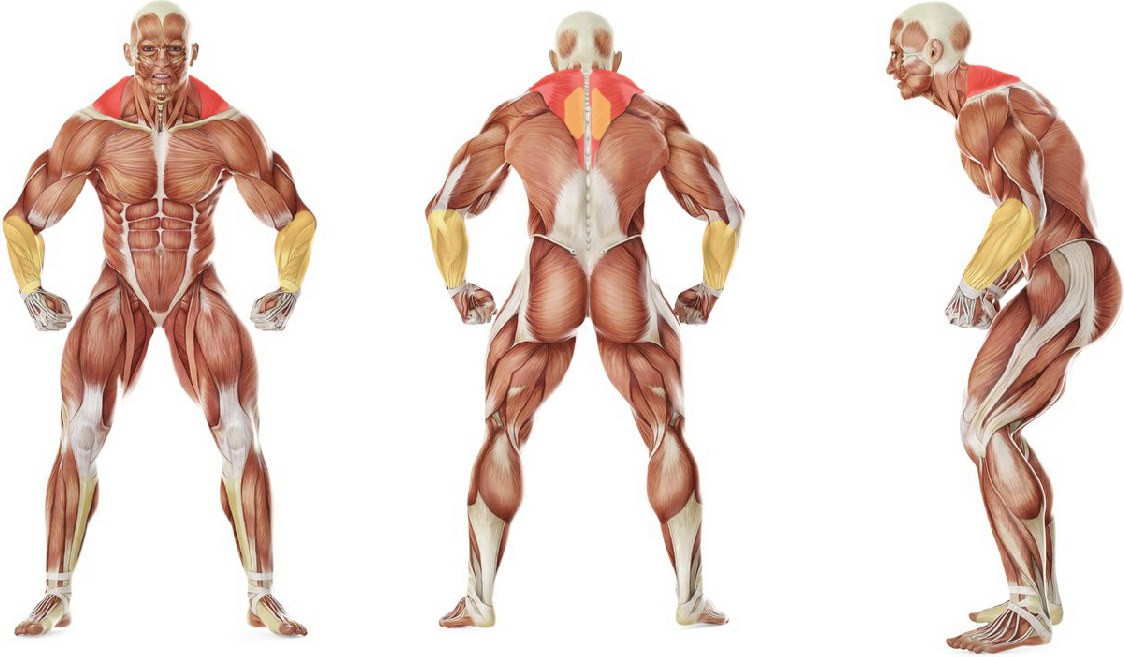 What muscles work in the exercise Barbell Shrug Behind The Back 