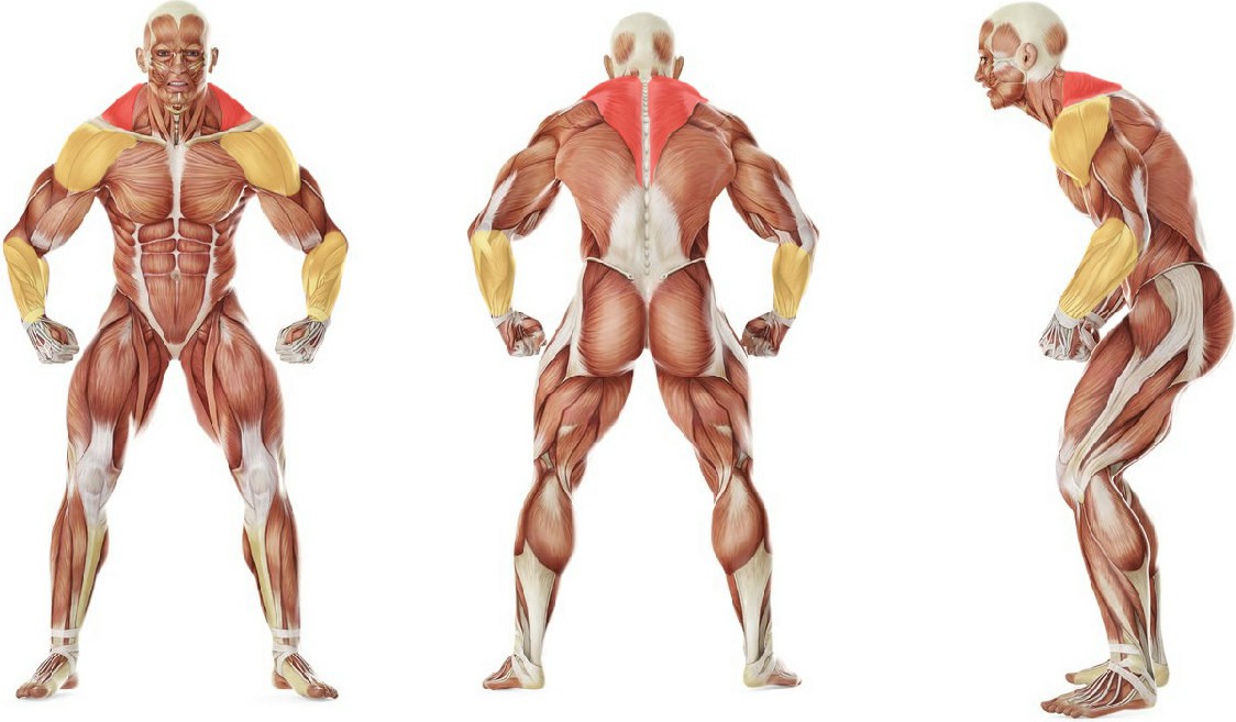 What muscles work in the exercise Clean Shrug