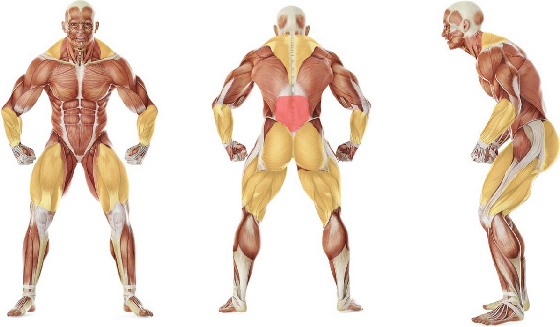 Какие мышцы работают в упражнении Тяга в силовой раме с эспандером