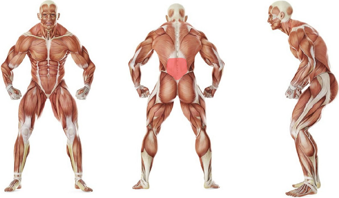 What muscles work in the exercise Pelvic Tilt Into Bridge 