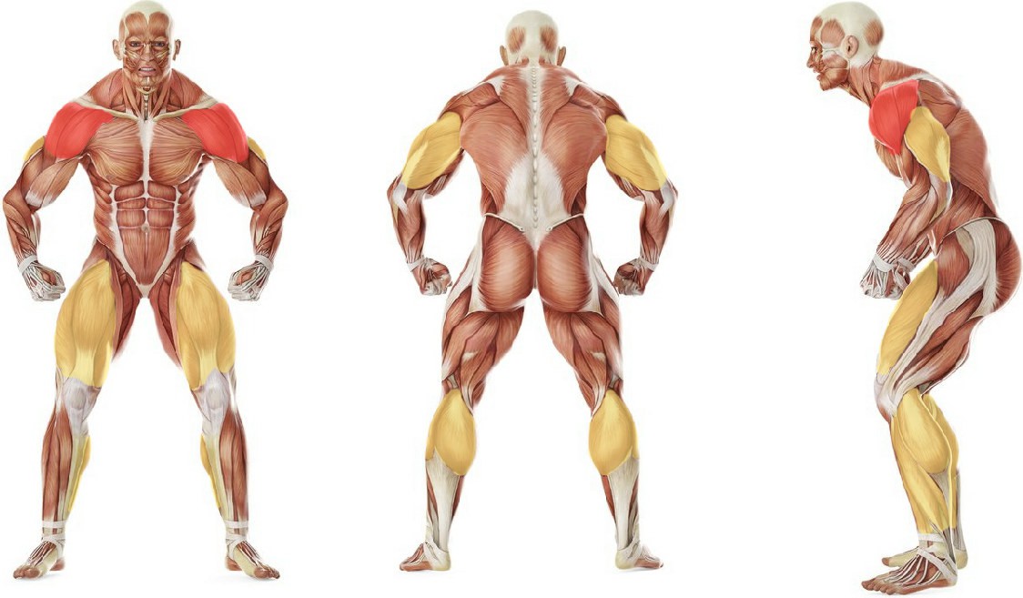 What muscles work in the exercise Push Press