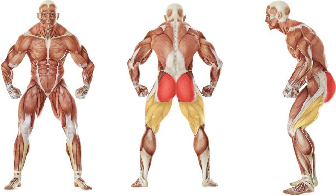 What muscles work in the exercise One-Legged Cable Kickback 