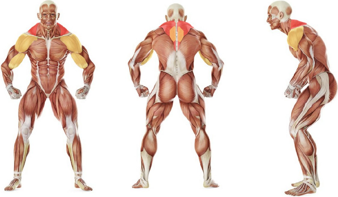 Какие мышцы работают в упражнении Тяга штанги к груди в машине Смита