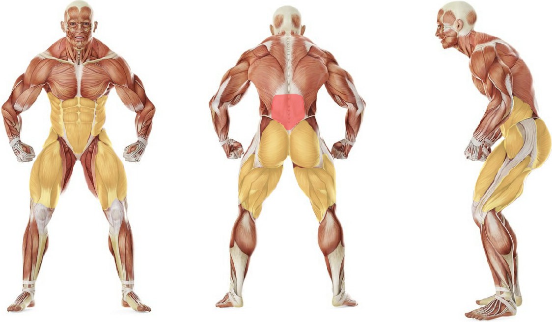 What muscles work in the exercise Crossover Reverse Lunge