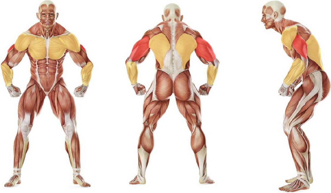 Какие мышцы работают в упражнении Жим штанги лежа на скамье