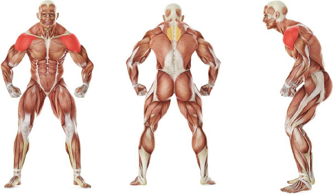 What muscles work in the exercise Face Pull