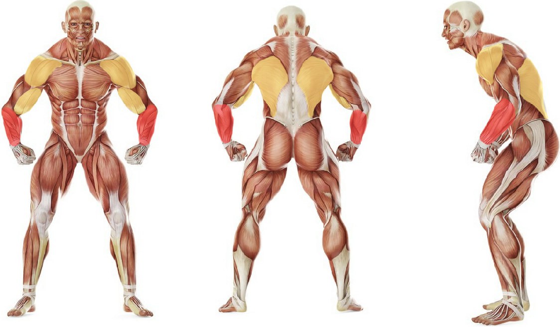 What muscles work in the exercise 