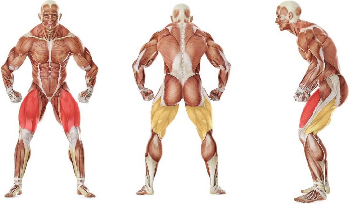 What muscles work in the exercise Ласточка