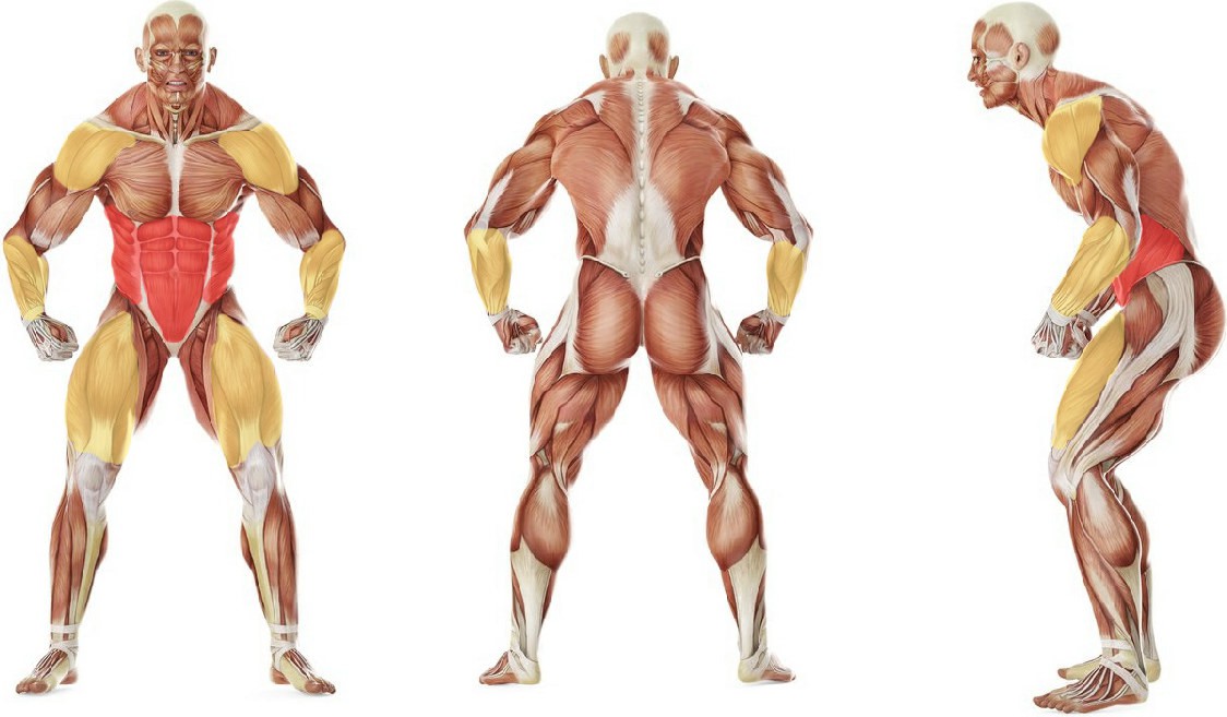 Какие мышцы работают в упражнении Падение назад из полного приседа
