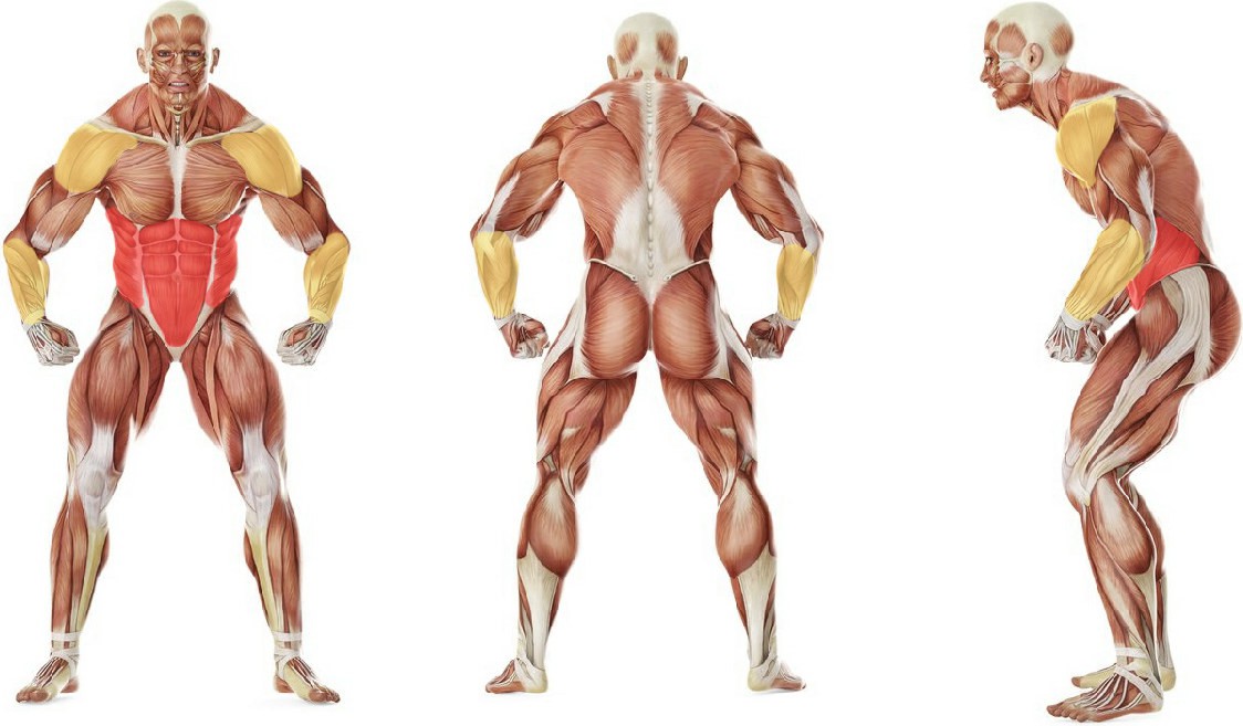 What muscles work in the exercise Падение на бок из положения полулежа