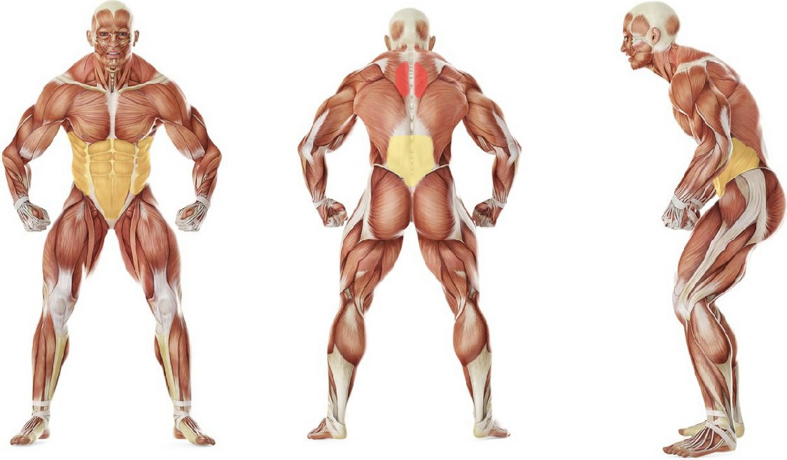 What muscles work in the exercise Березка