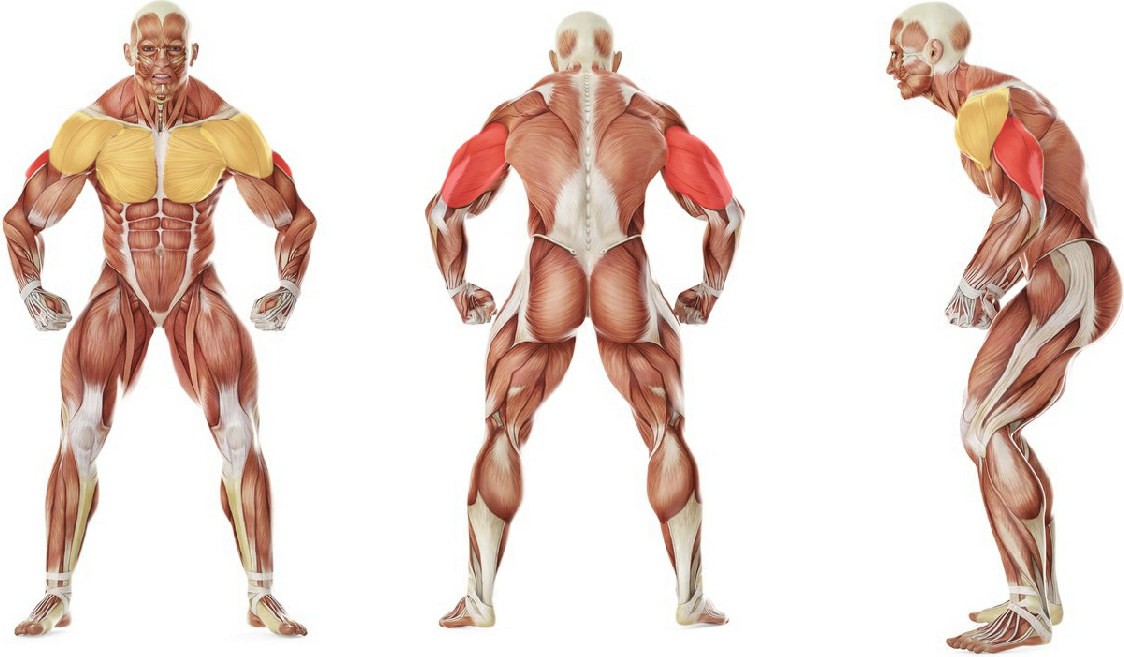 Какие мышцы работают в упражнении Жим штанги лежа узким хватом