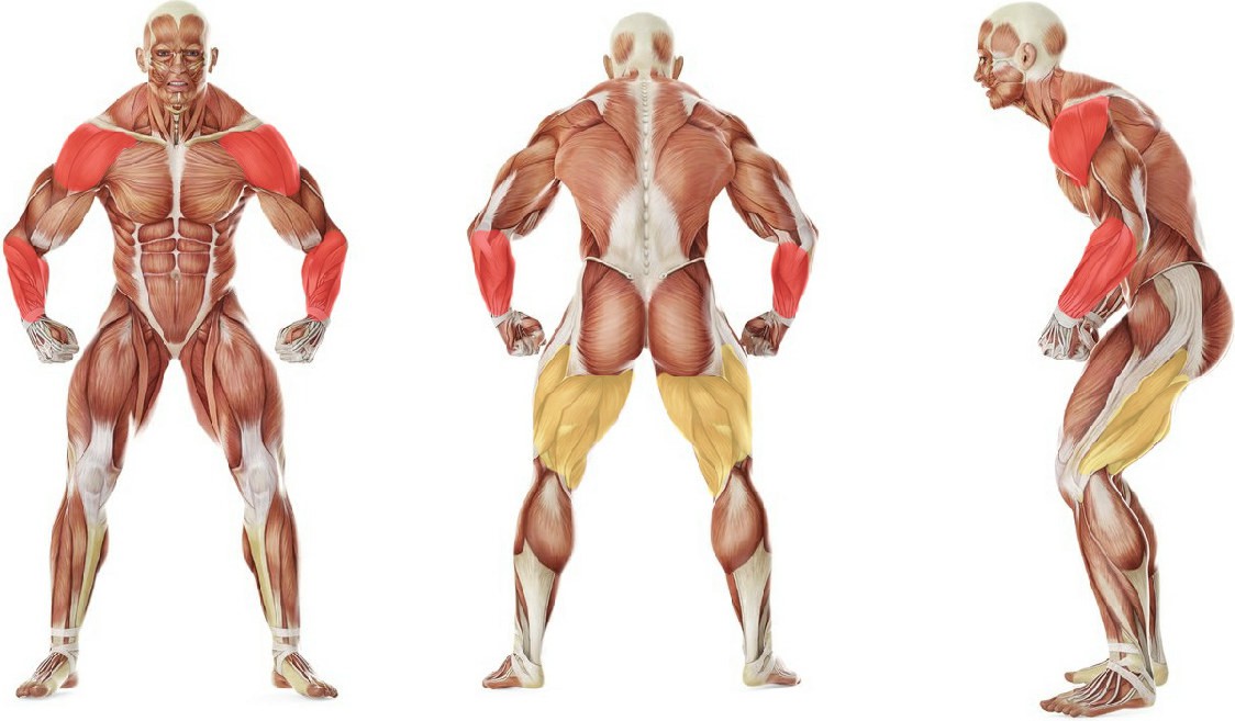What muscles work in the exercise Ящерица