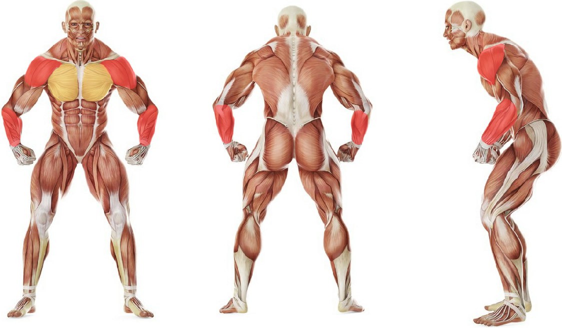 Какие мышцы работают в упражнении Ящерица (без ног)