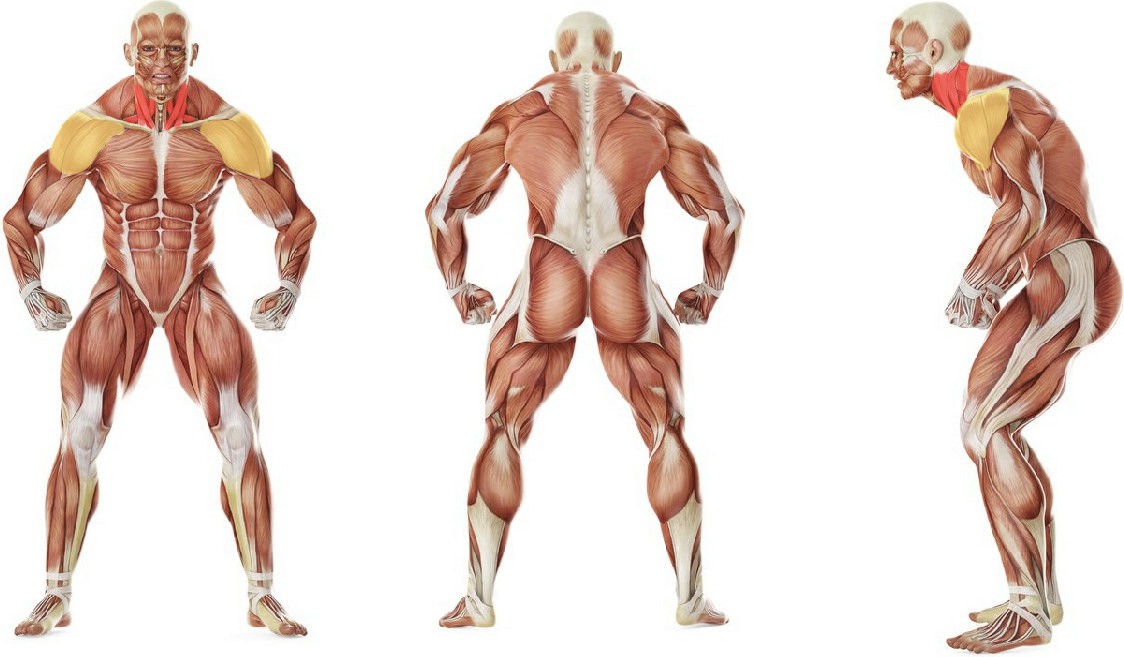 What muscles work in the exercise Стойка на голове