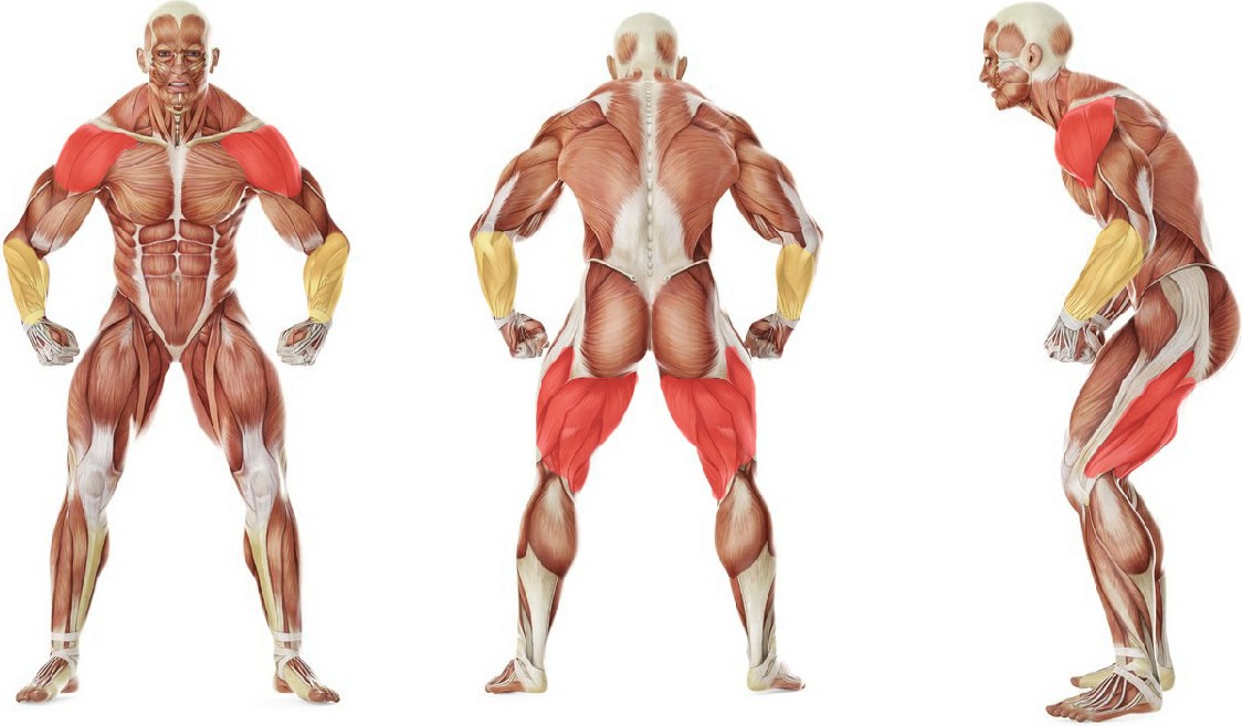 Какие мышцы работают в упражнении Мини игра 