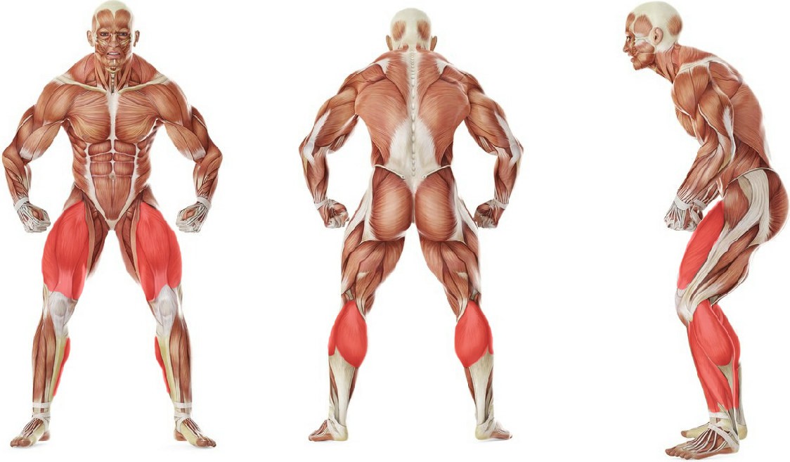 What muscles work in the exercise Эстафета: Прыжки на правой ноге, назад на левой