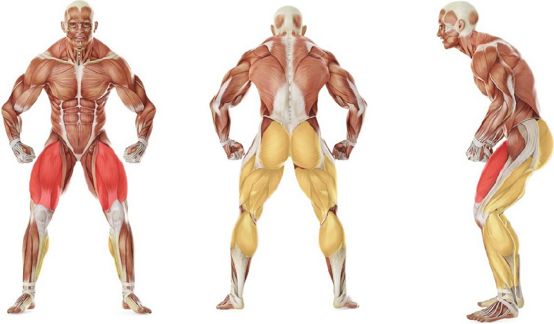 What muscles work in the exercise Эстафета: Прыжки в длину на дистанцию