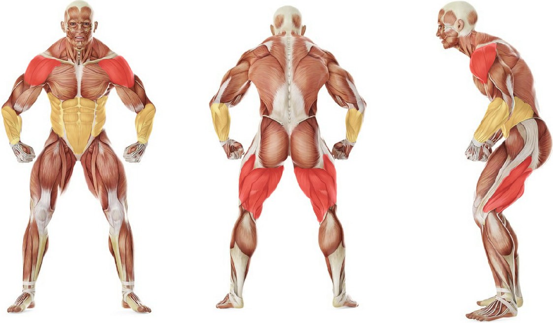 Какие мышцы работают в упражнении Эстафета: Каракатица