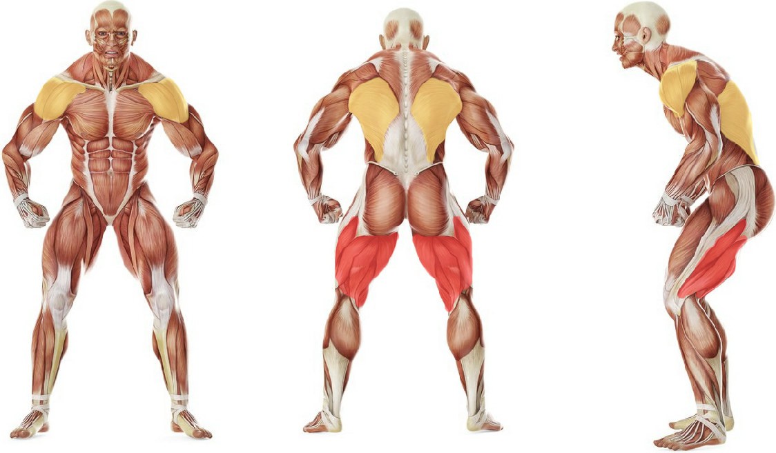 What muscles work in the exercise Эстафета: Перемещение на лопатках