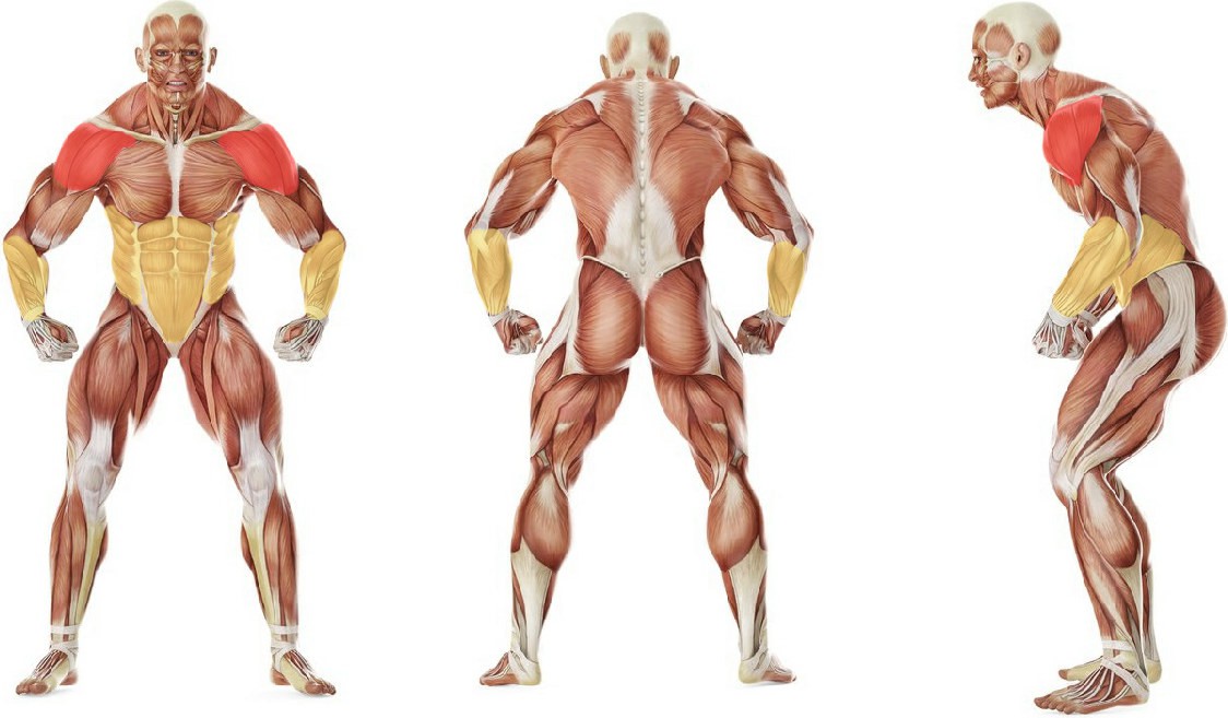 What muscles work in the exercise Падение назад через лежачего партнера