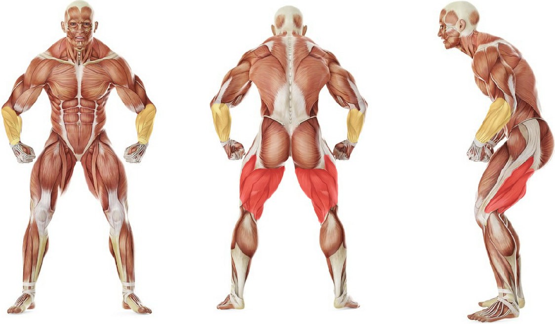 What muscles work in the exercise Падение  на  бок  из  положения  стоя