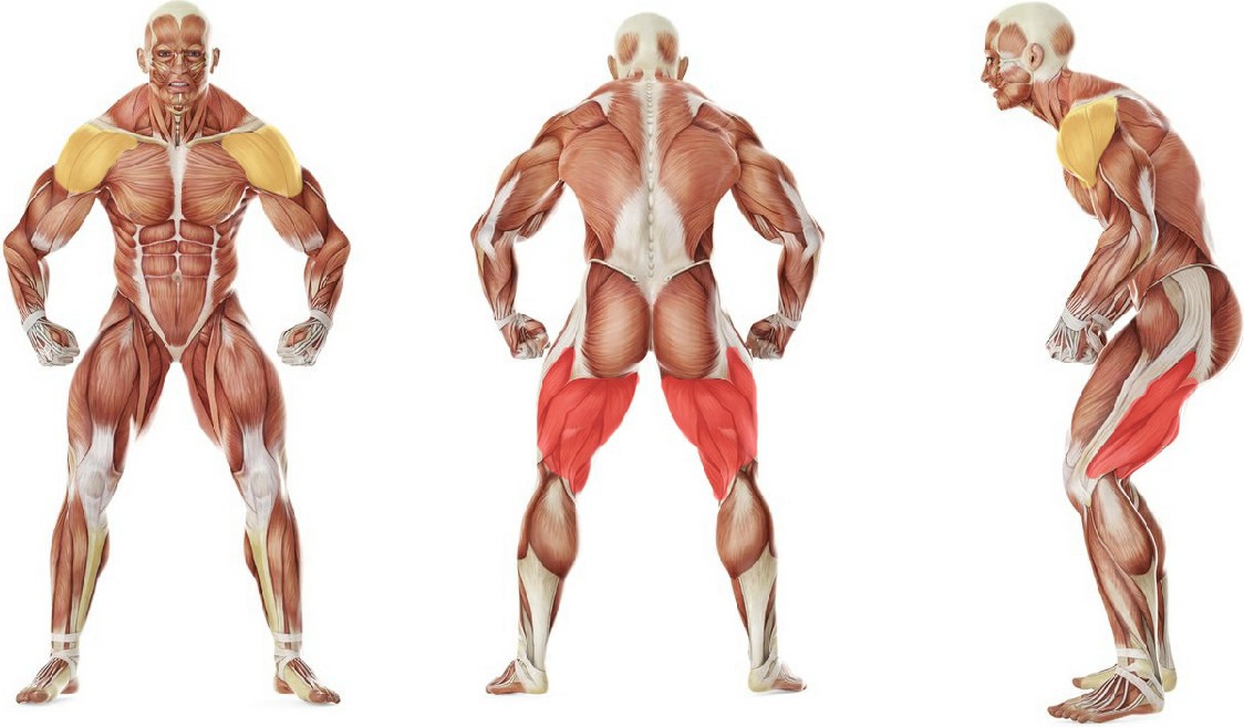 What muscles work in the exercise Падение на бок из положения стоя