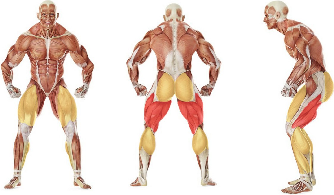 What muscles work in the exercise Прыжки в полном присяде