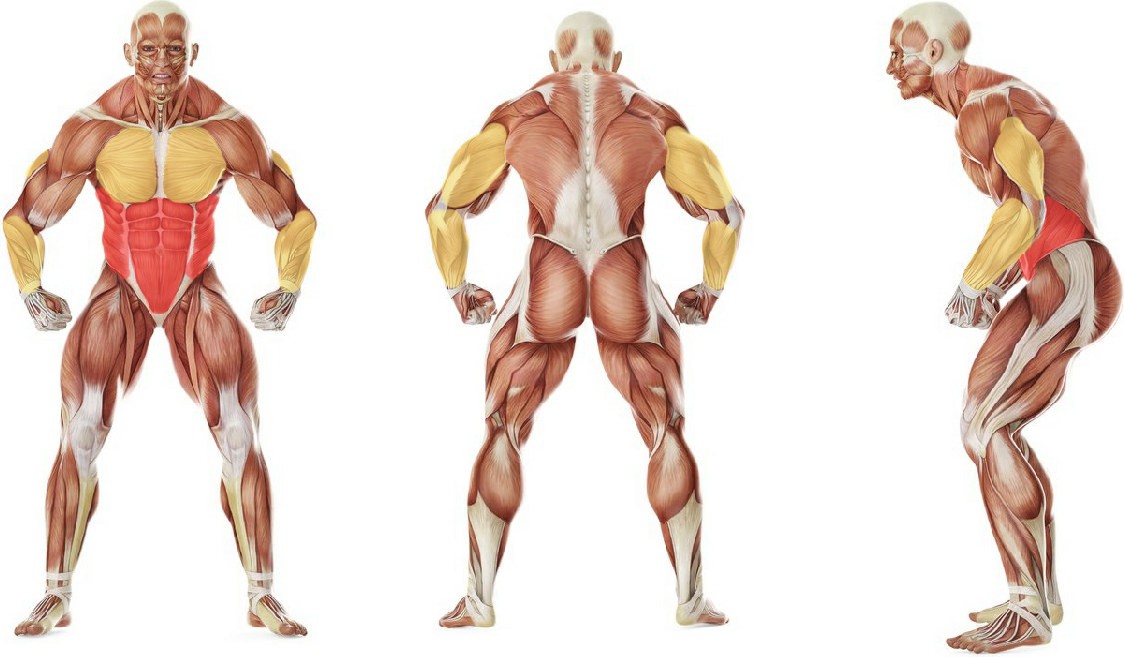 Какие мышцы работают в упражнении Подъем ног в упоре на брусьях