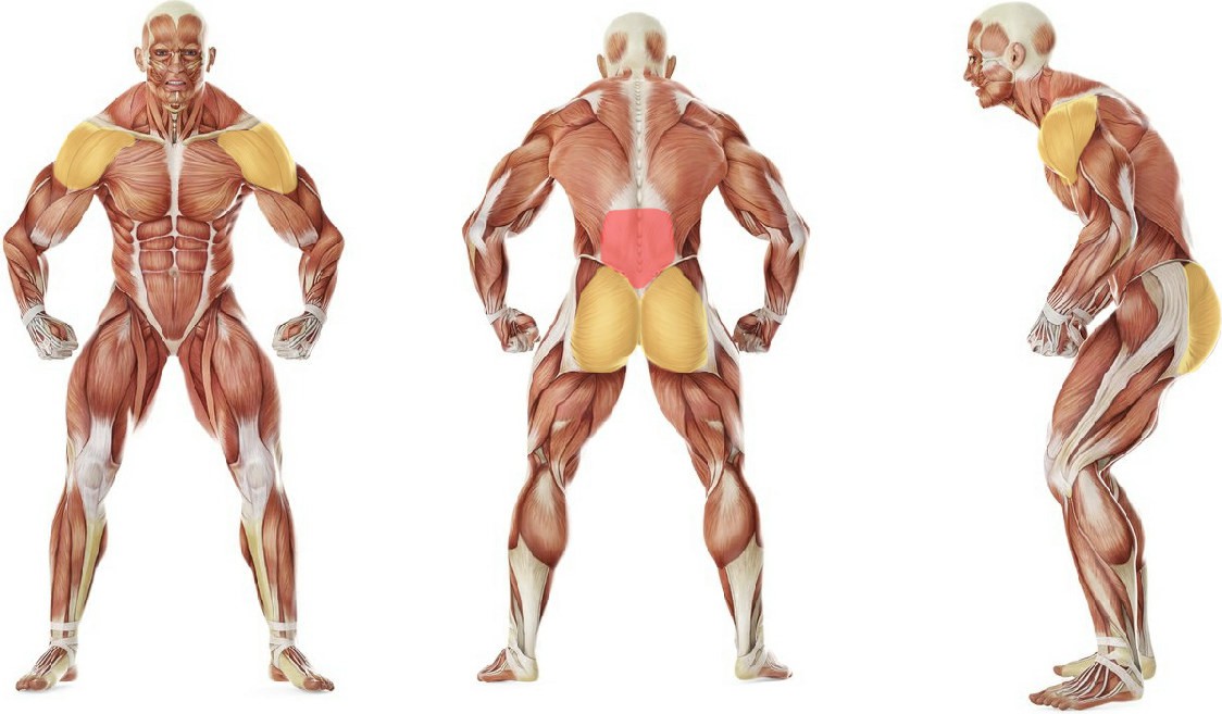 What muscles work in the exercise Бросок мяча с наклоном стоя на  босу