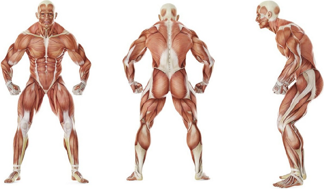 What muscles work in the exercise Повороты туловища сидя на ягодицах