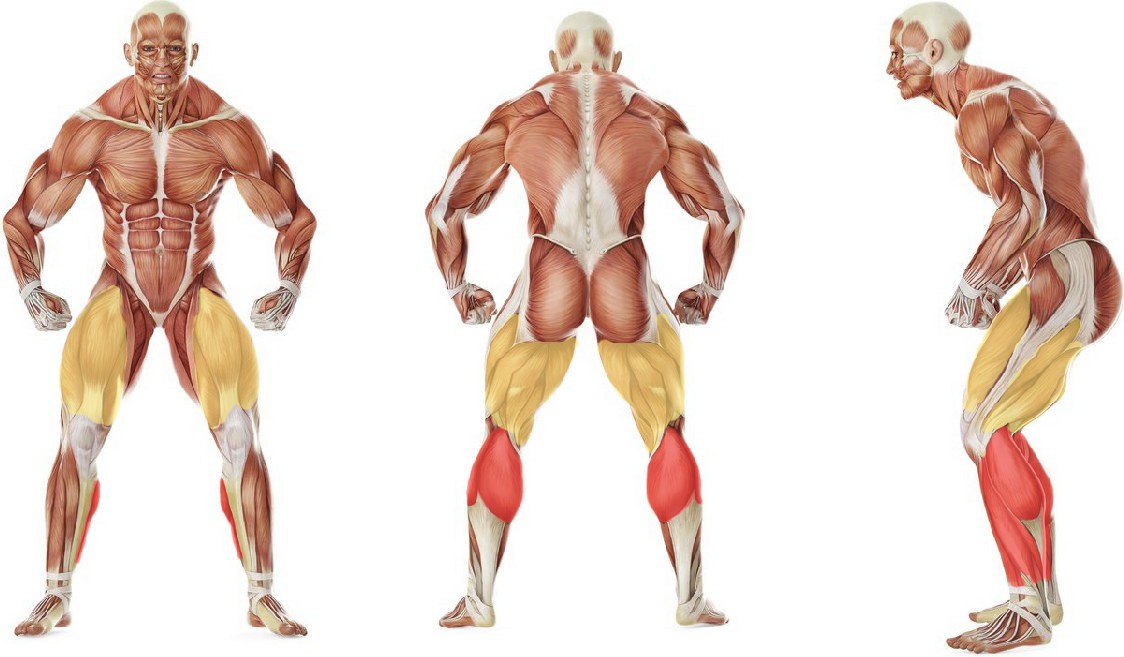 Какие мышцы работают в упражнении Прыжки на одной ноге