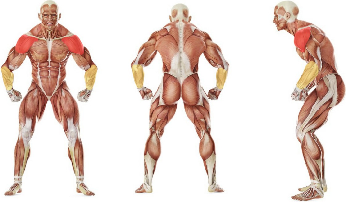 What muscles work in the exercise Перетягивание партнера за руку