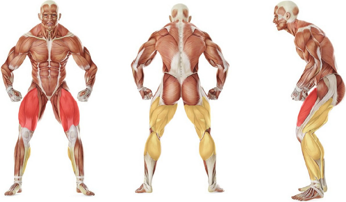 What muscles work in the exercise Подскоки на месте с поворотом на 360 градусов
