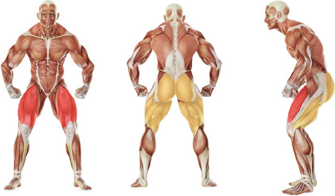 Какие мышцы работают в упражнении Статический полуприсед спина к спине