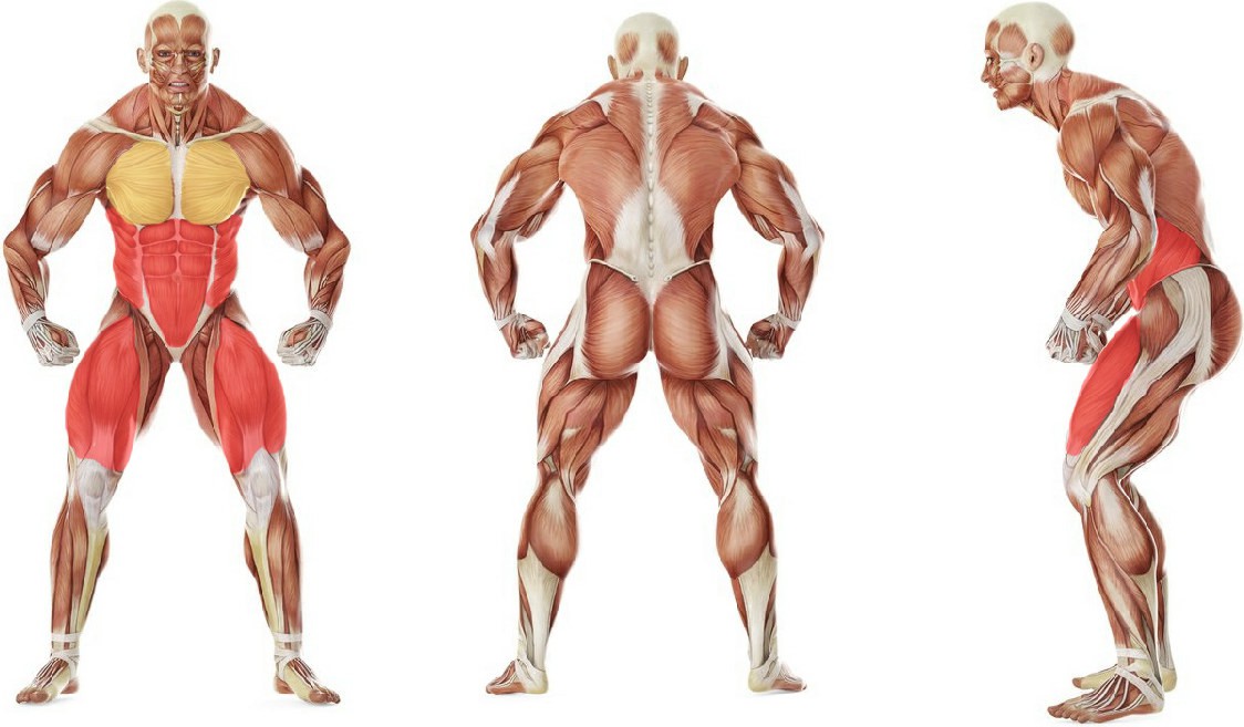What muscles work in the exercise Бег в упоре лежа