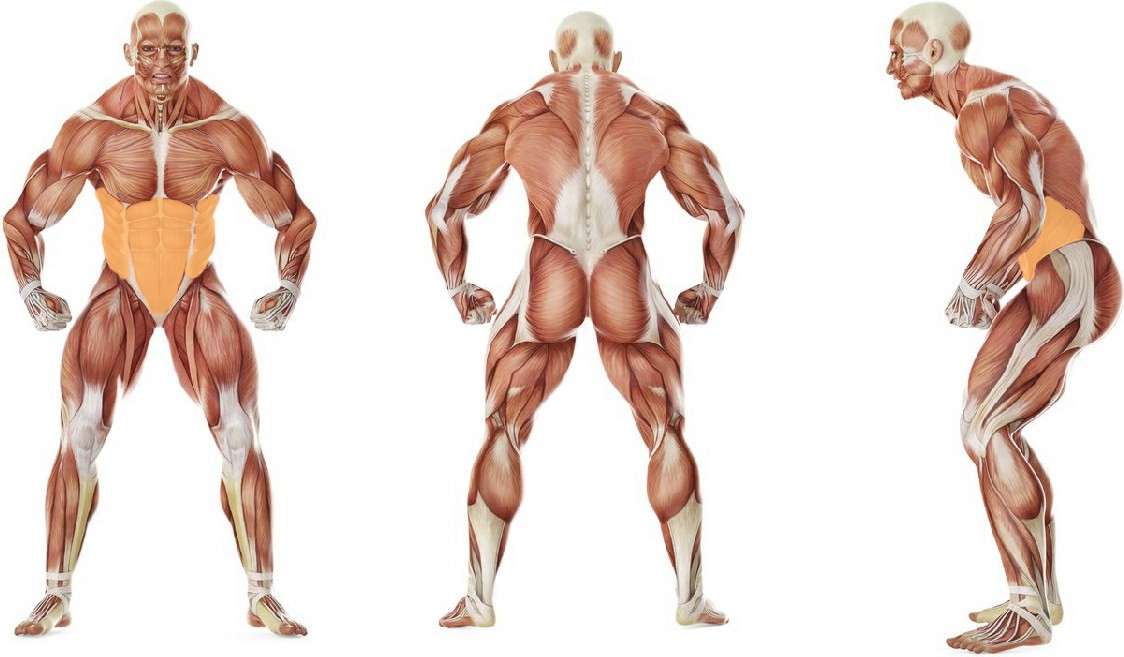 What muscles work in the exercise «Дворники» на перекладине