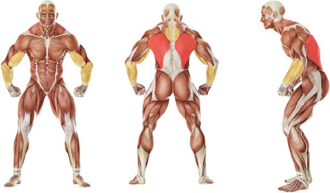 What muscles work in the exercise Подтягивания в гравитроне