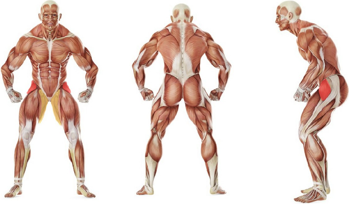 What muscles work in the exercise Standing Hip Circles