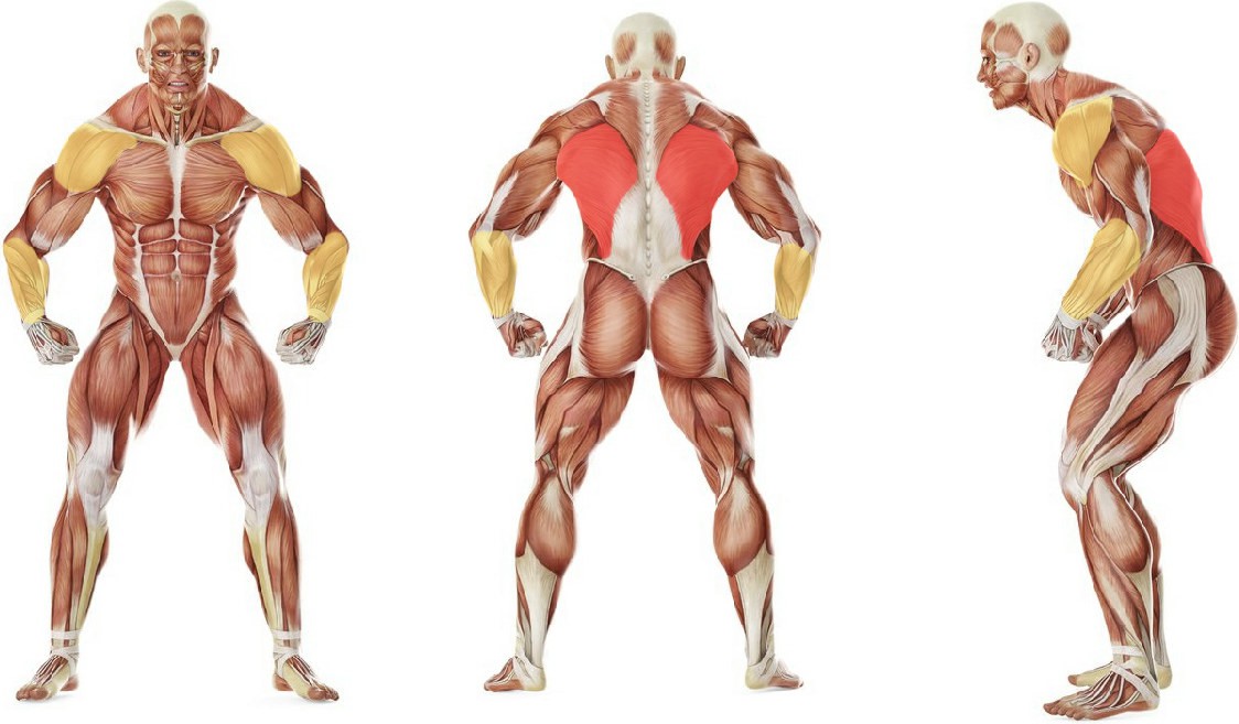 What muscles work in the exercise Lunge Pass Through