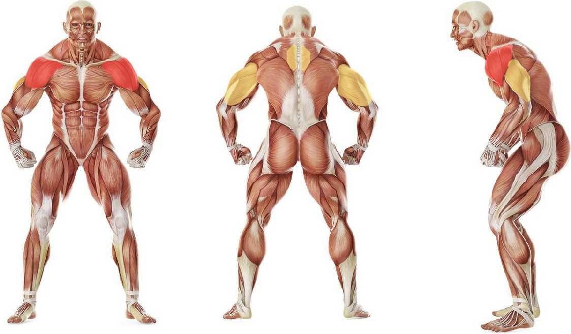 What muscles work in the exercise Back Flyes - With Bands 