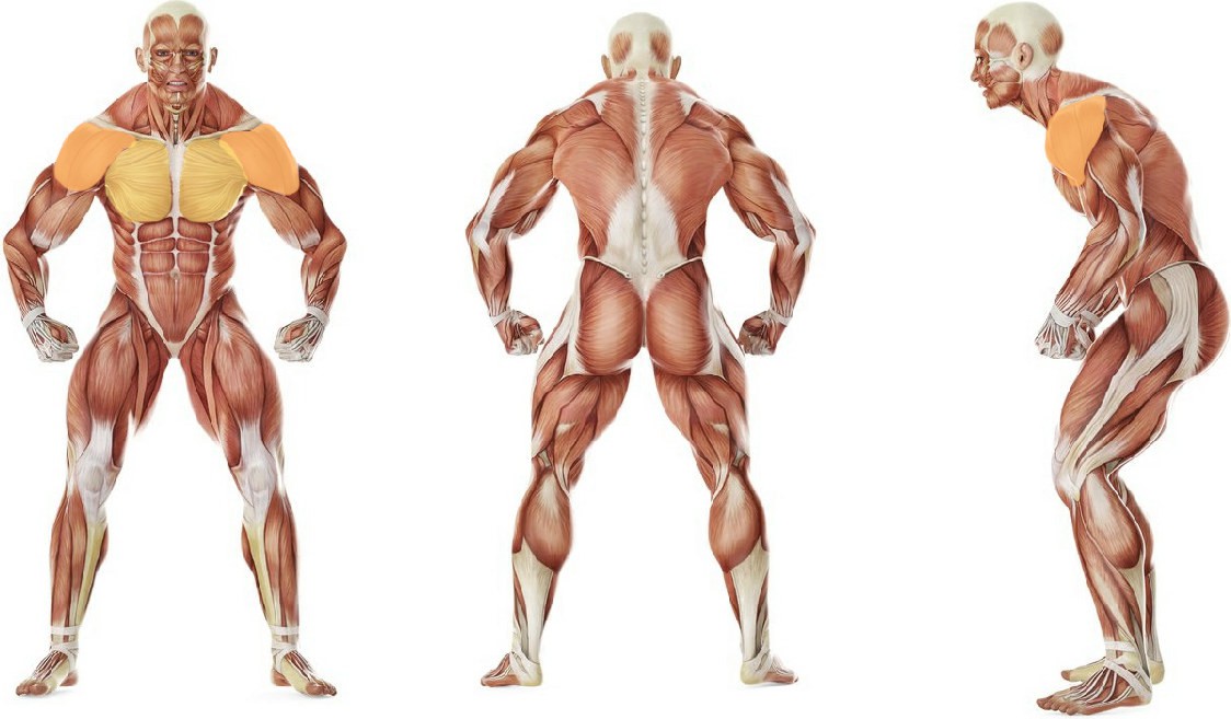 What muscles work in the exercise Push-Ups - Close Triceps Position