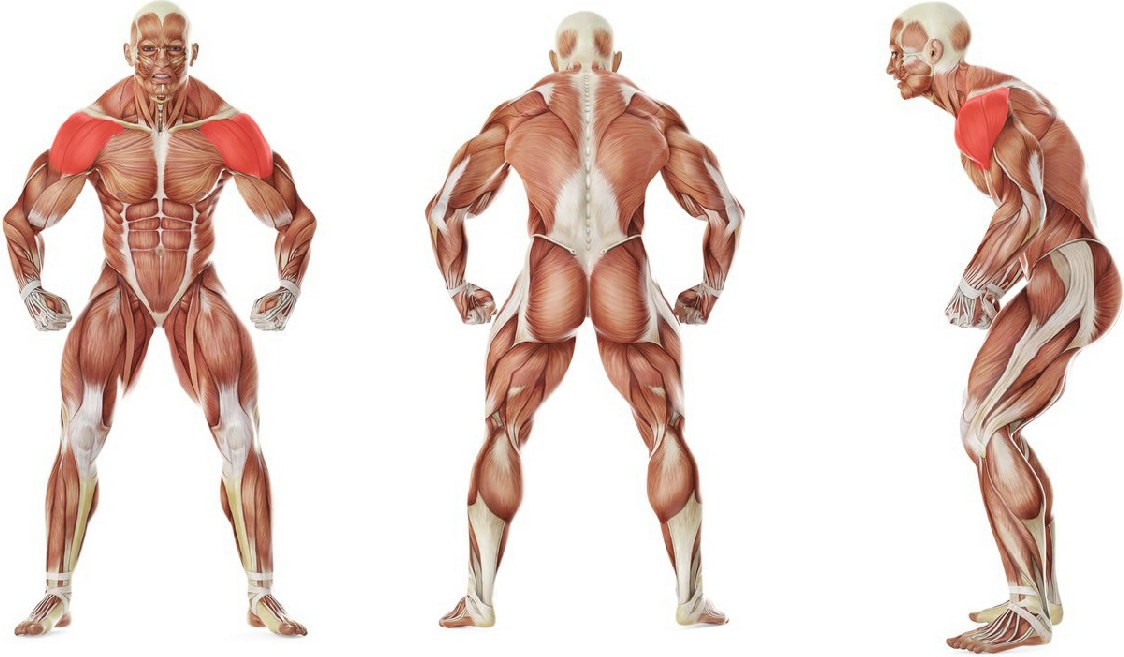 What muscles work in the exercise Side Laterals to Front Raise