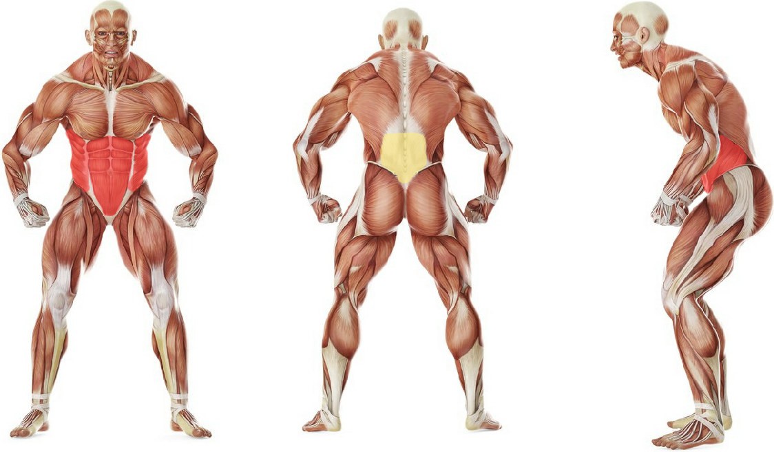 What muscles work in the exercise 